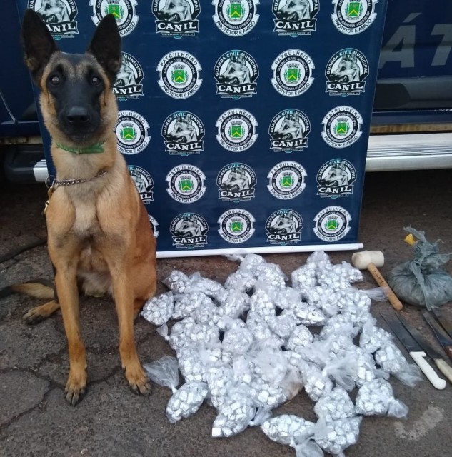 Drogas foram encontradas pela cadela Tandera (GCM/Divulgação)