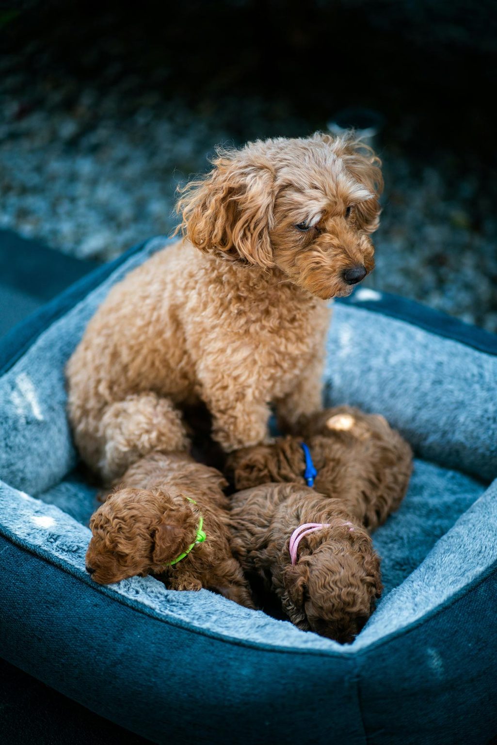 Quanto tempo dura a gestação de um cachorro? - Todo Dia