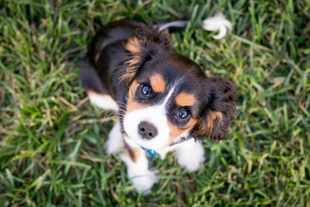 Cachorro com diarréia, sentado em um gramado, olhando para seu dono