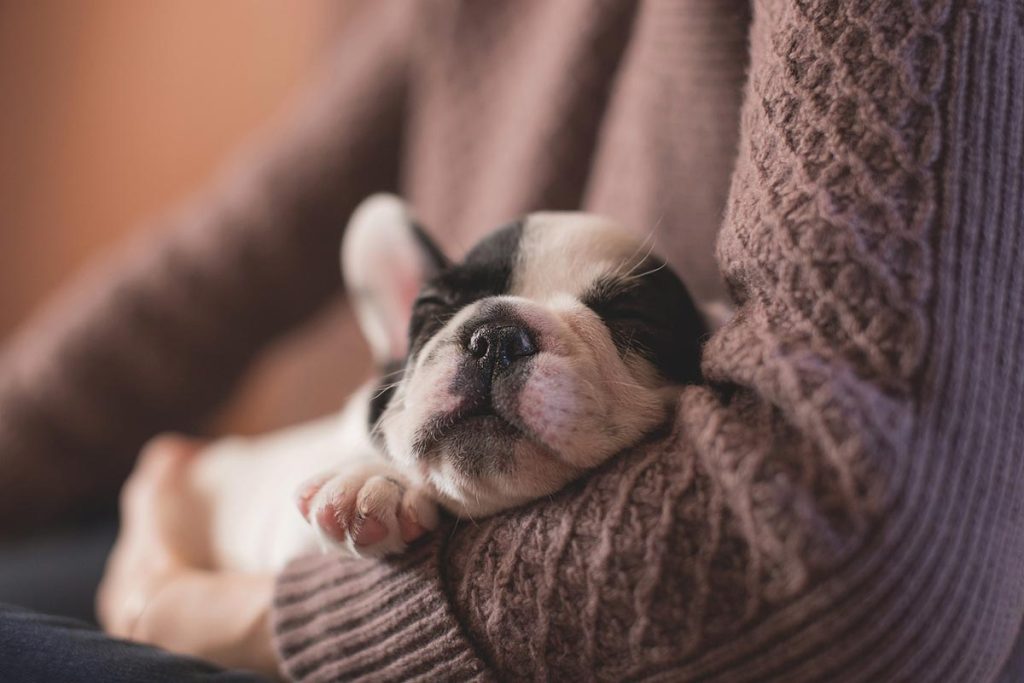 Cachorro doente com cinomose recebendo conforto do dono: quanto tempo leva para o cachorro morrer de cinomose