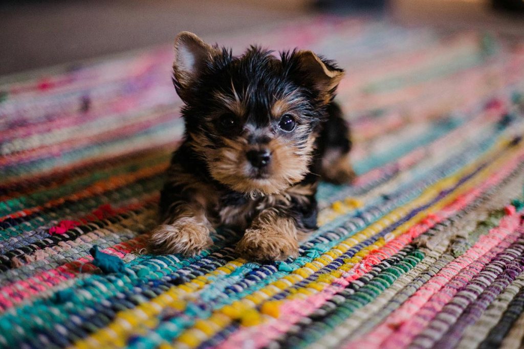 Filhote de cachorro dentado sobre um tapete colorida, com olhar atento