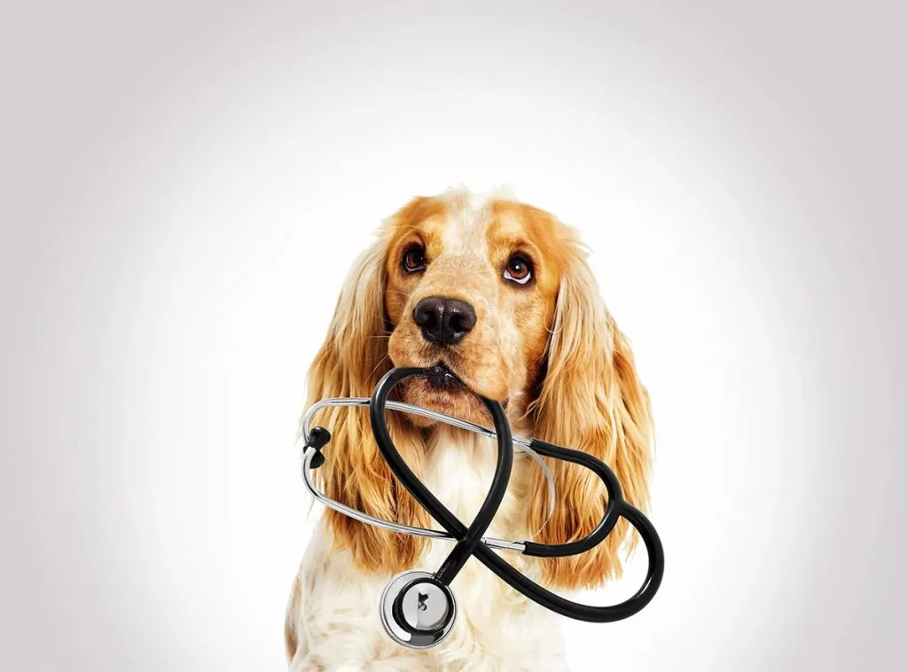 prevenção da sarna com visitas ao veterinário