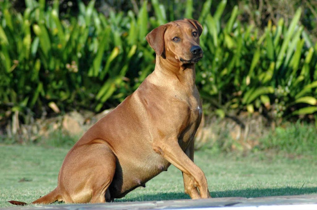 Cadela com as mamas aumentadas.