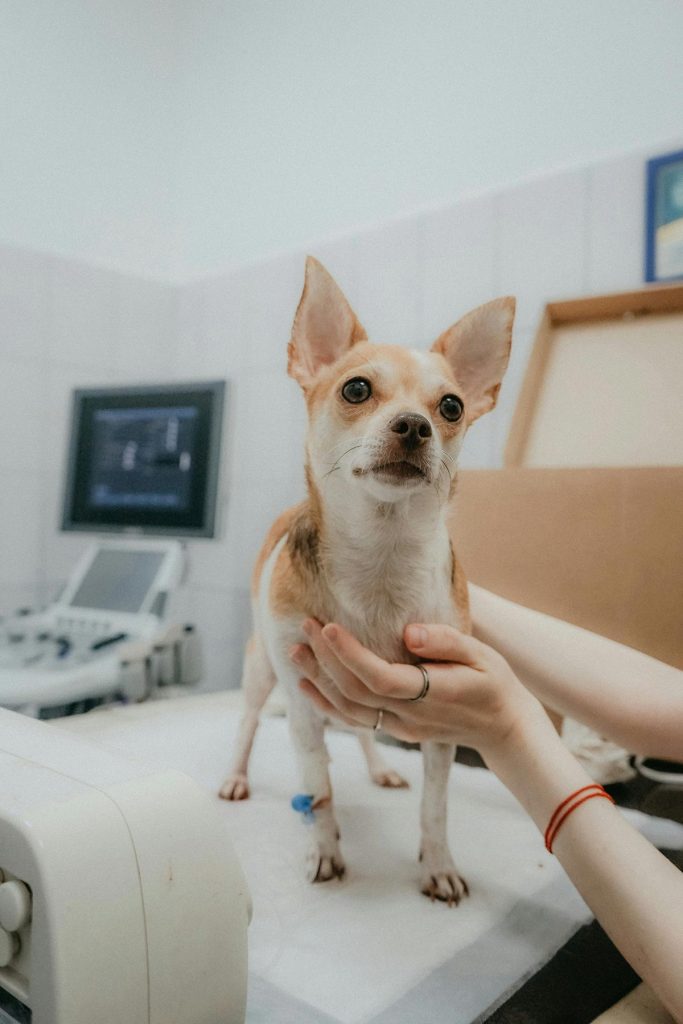 Cachorro recebendo tratamento para cinomose.