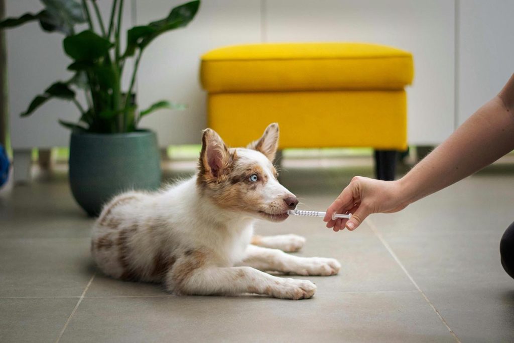 Tratamento da cinomose em cães com medicação e hidratação.