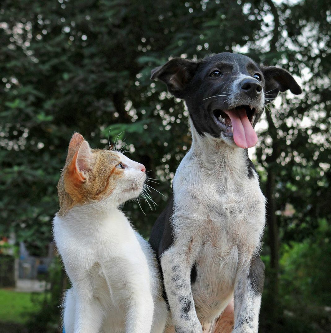 Como acostumar cachorro com gato
