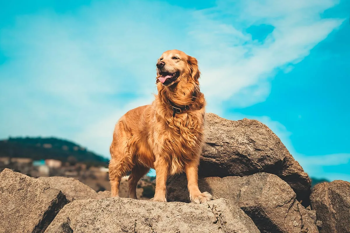 Quanto tempo vive um cachorro Descubra a expectativa de vida dos cães