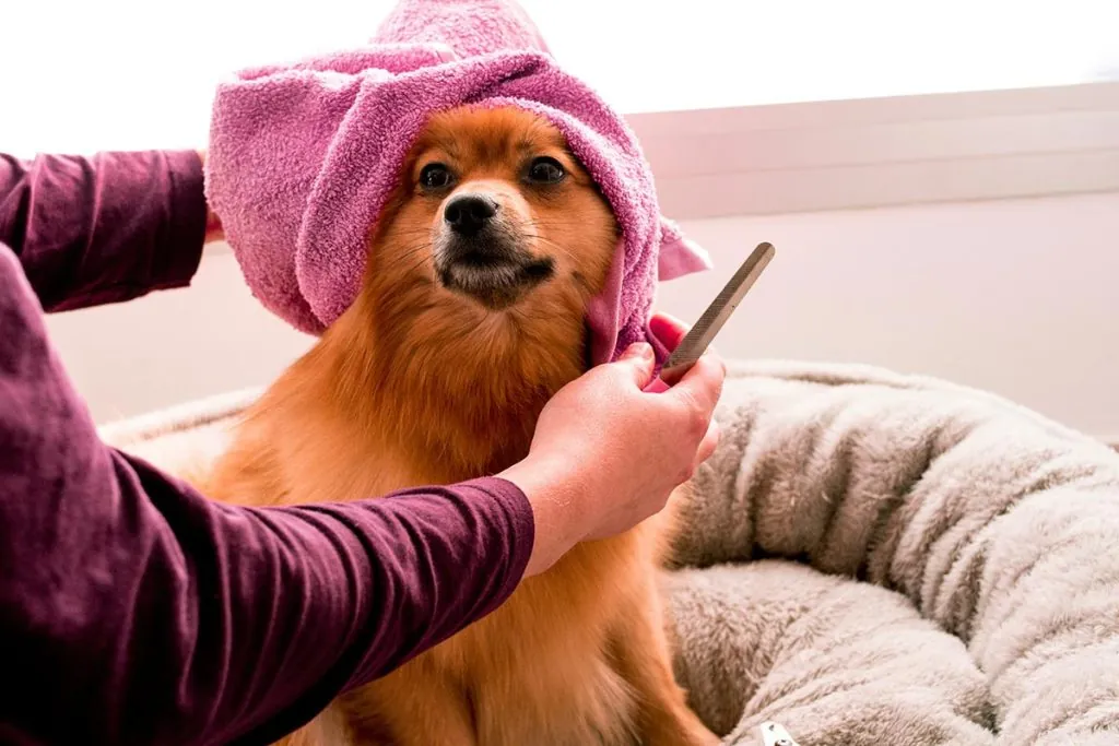 Cachorro sendo cuidado em casa