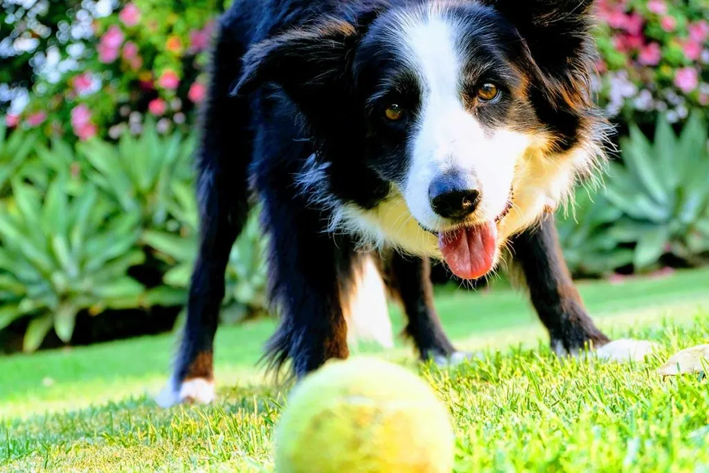 Cachorro brincando com bolinha de tenis e estimulado