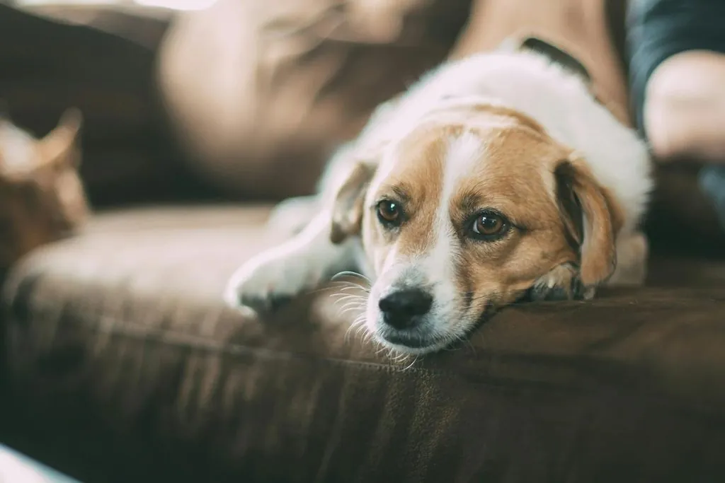 Cachorro com febre deitado, mostrando sinais de apatia e letargia.