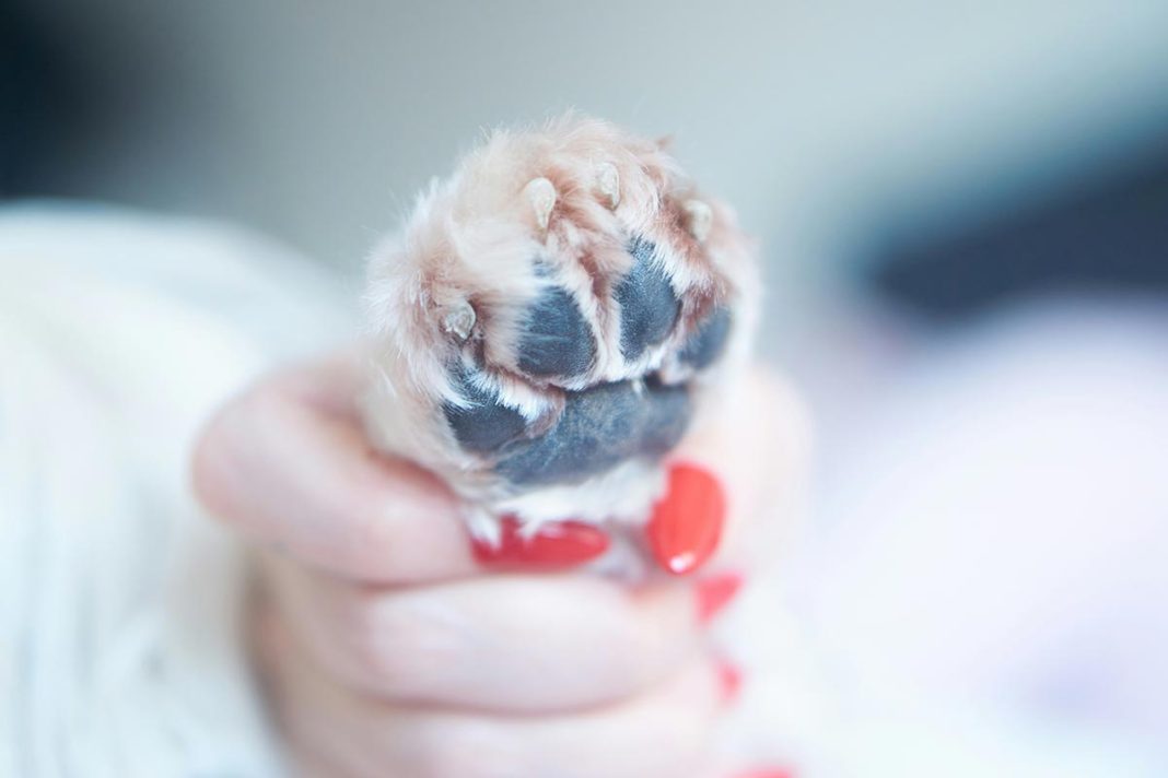 como cortar as unhas de cachorro