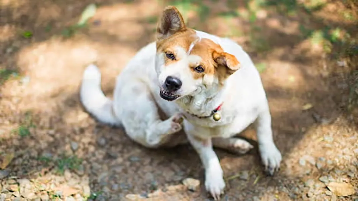 como curar sarna de cachorro rapido