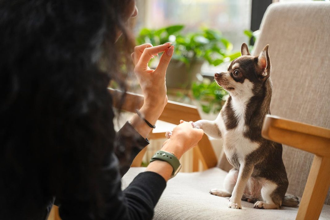 como dar comprimido para cachorro