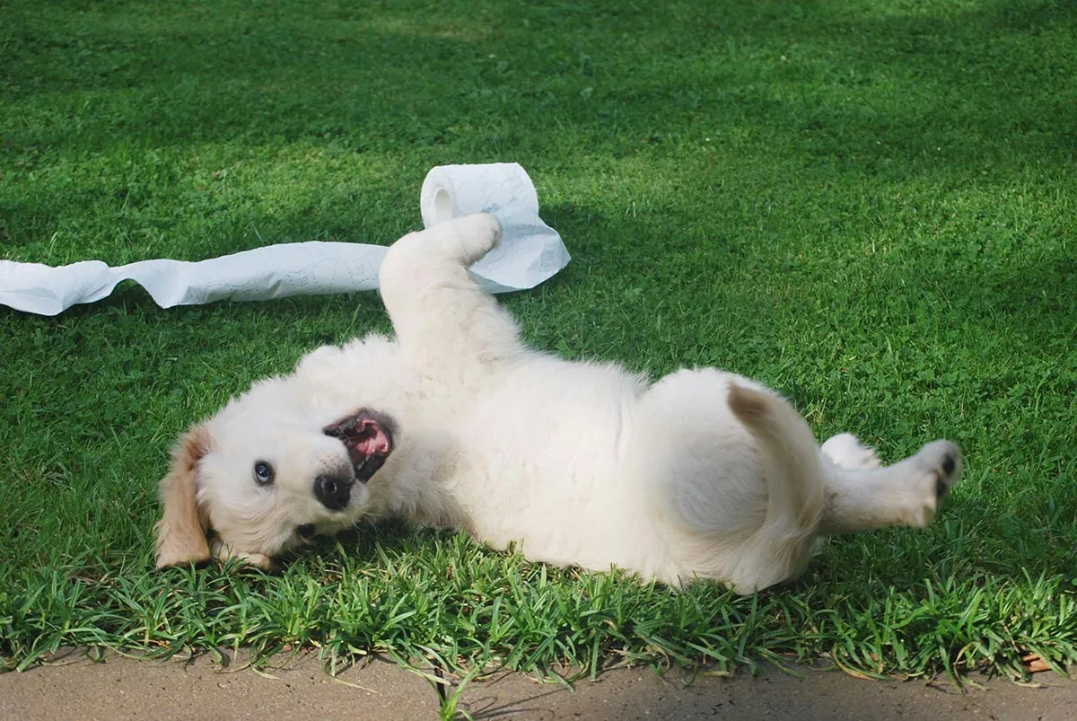 Cachorro brincando na grama após fazer necesside no lugar certo