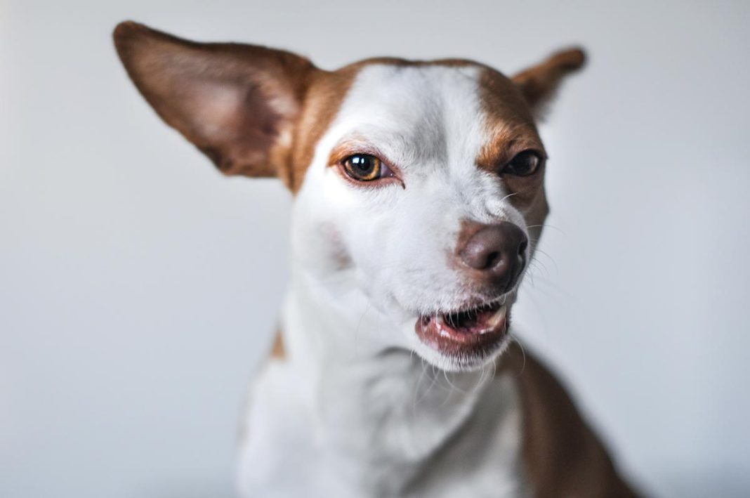 como fazer cachorro parar de latir