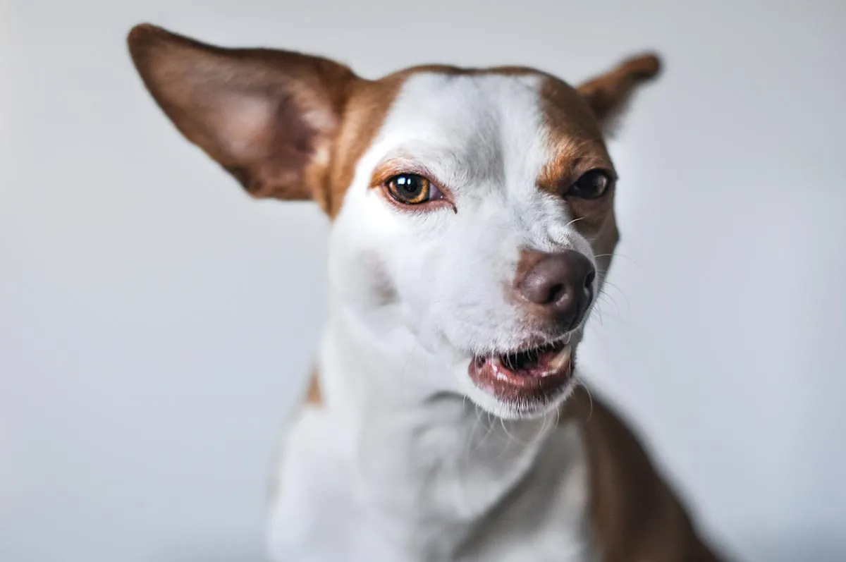 como fazer cachorro parar de latir