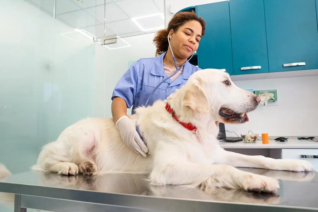 Cachorro recebendo cuidado veterinário