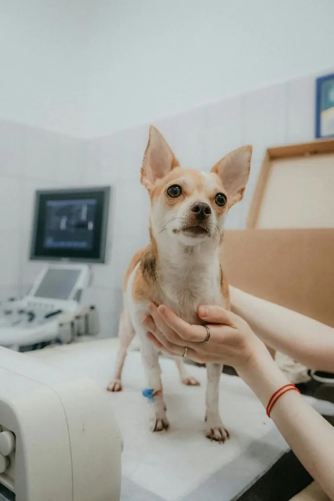 Cachorro no veterinário verificando a causa da febre