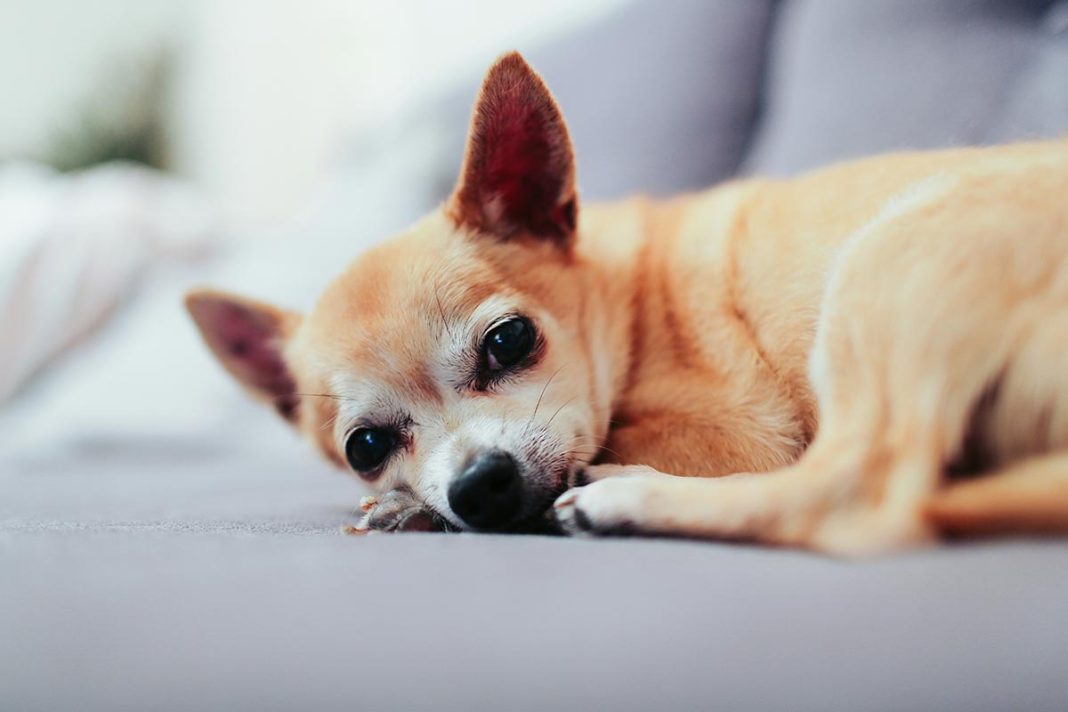 o que fazer quando o cachorro não quer comer