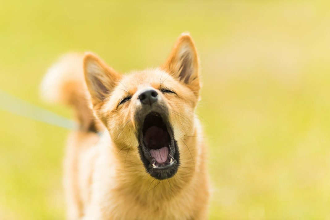 o que significa cachorro uivar