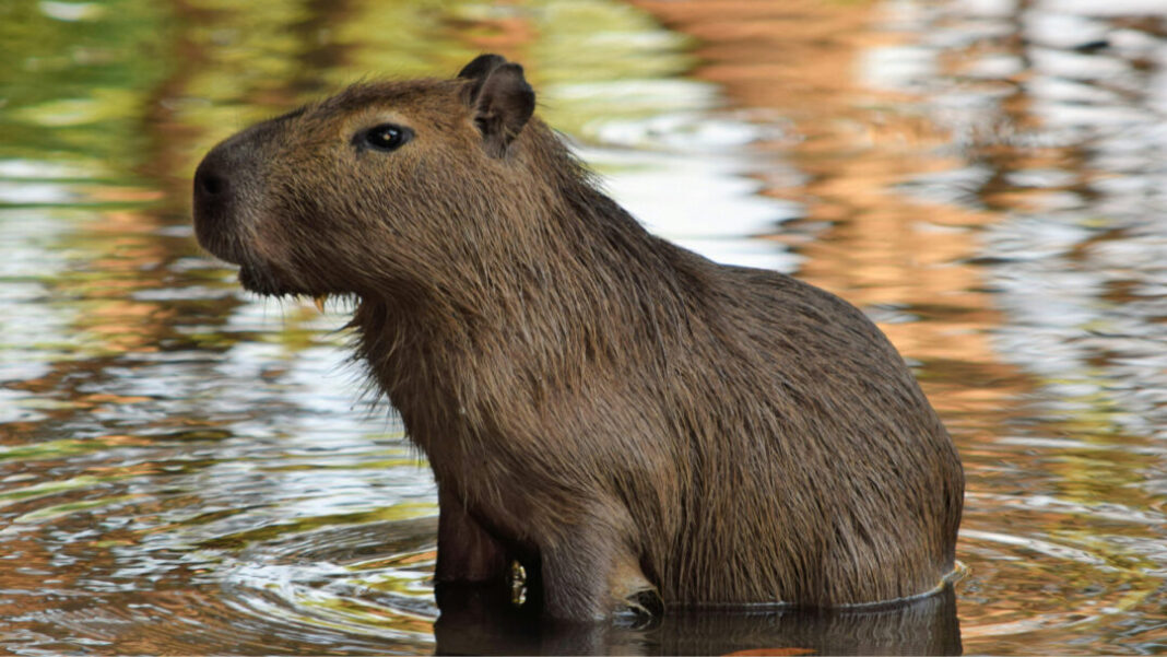 SITE - FOTOS - 2025-09-05T201000.567