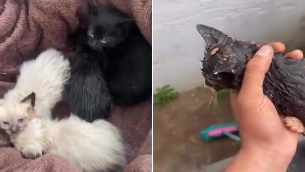 SITE - FOTOS - 2025-11-06T120207.706