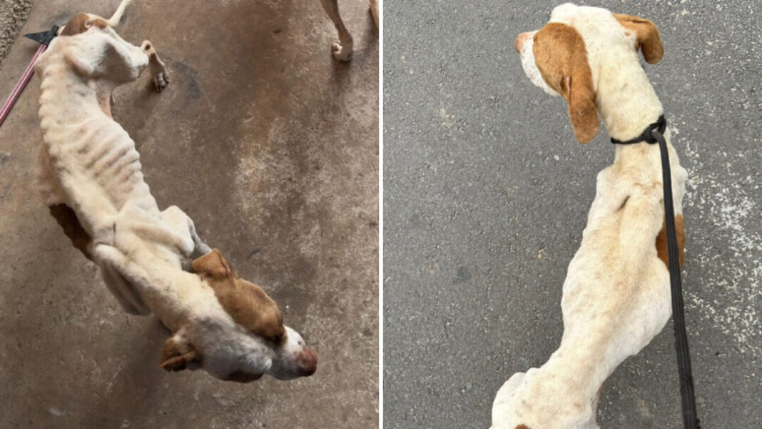 SITE - FOTOS - 2025-11-14T155341.211