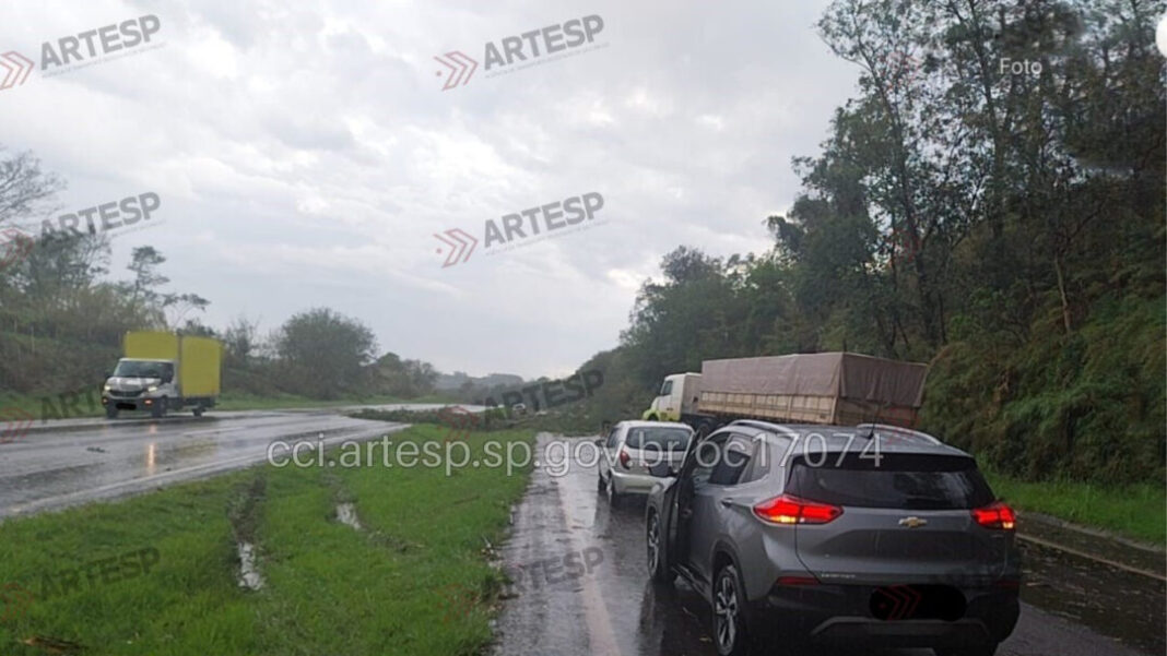 Arvore Caida Rodovia Piracicaba