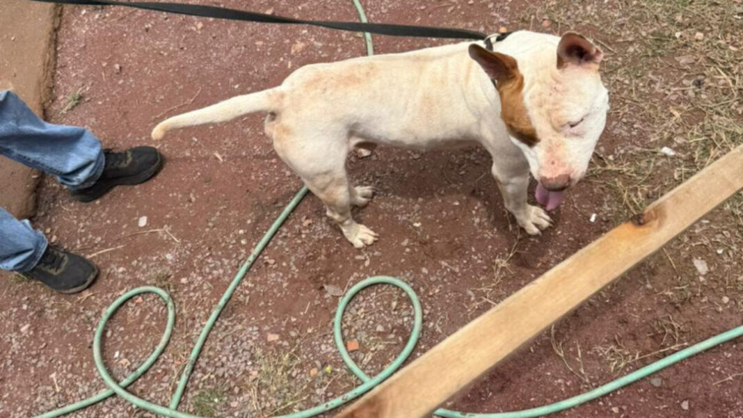 SITE - FOTOS - 2025-12-15T153217.008