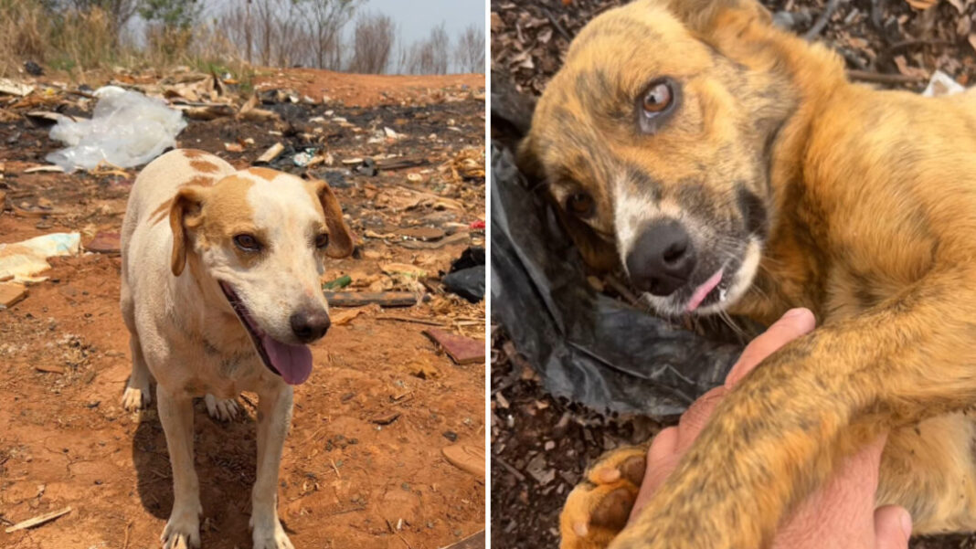 SITE - FOTOS - 2026-02-02T151018.392