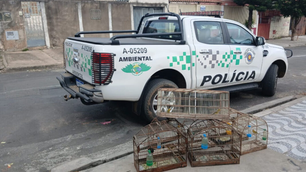 CASO 1 PM AMBIENTAL RESGATA PASSARINHOS HORTOLÂNDIA b SITE - FOTOS (2)