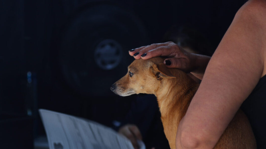 MUTIRÃO CASTRAÇÃO BEM-ESTAR ANIMAL SITE - FOTOS (4)
