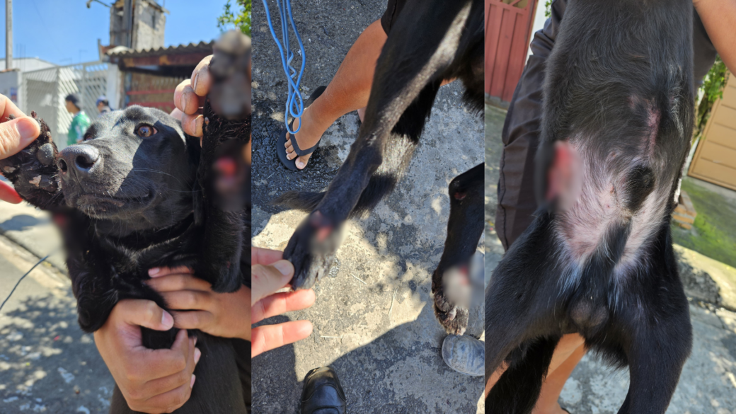 Cão com ferimentos após ser arrastado por moto.